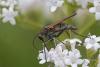 Empis tessellata